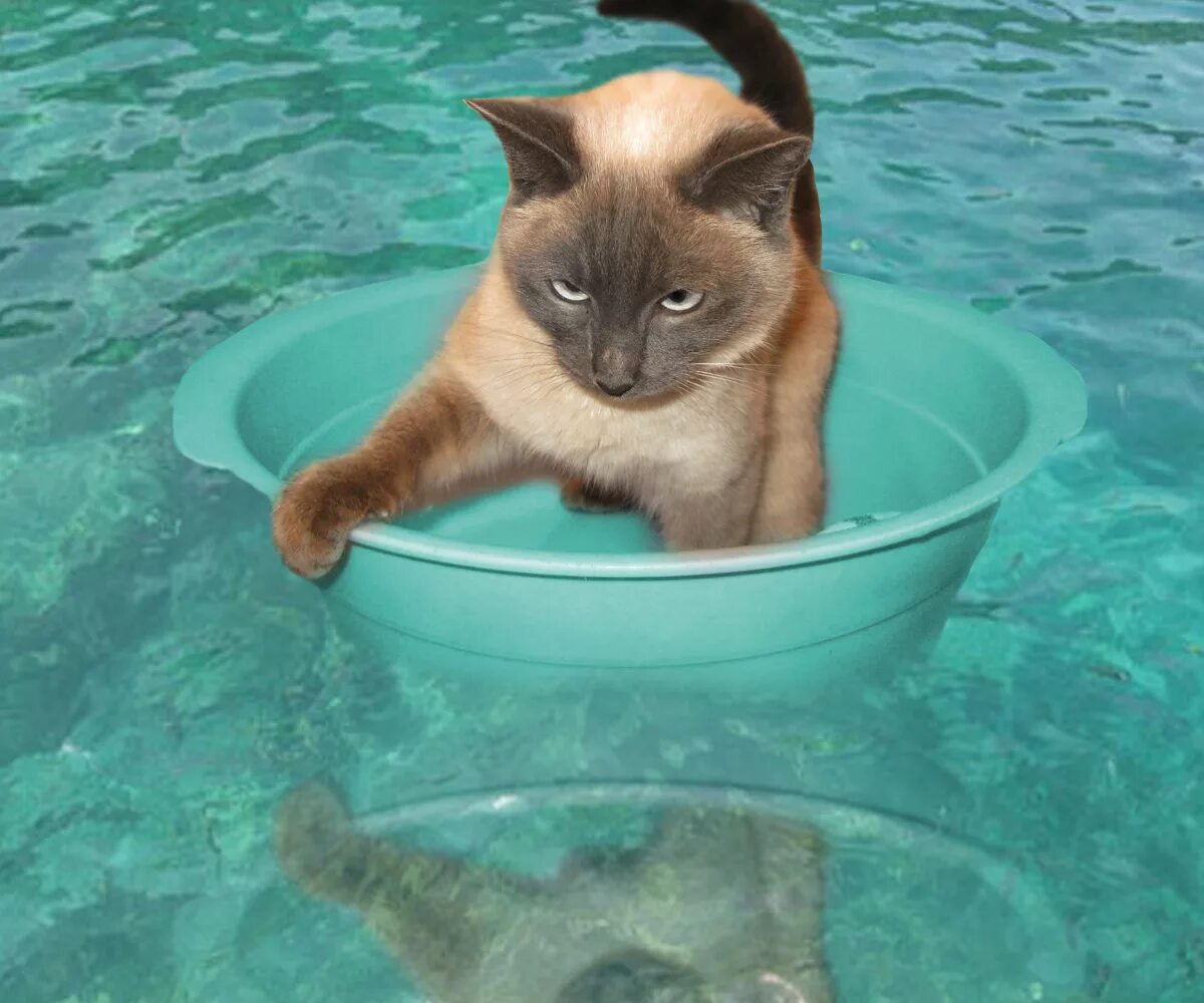 Нравится купаться. Котенок купается. Котик в воде. Кот плывет. Кошка плавает.