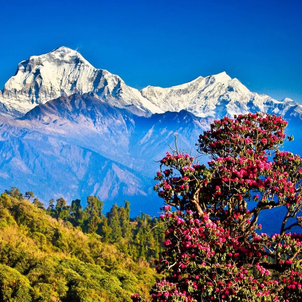 Восточные гималаи. Непал горы Гималаи. Индия горы Гималаи. Тибет Гималаи. Тибет Эверест Гималаи.