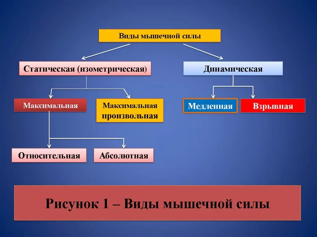 Вид максимальный. Разновидности динамической силы. Виды силы мышц. Виды мышечных усилий. Разновидности динамической си.