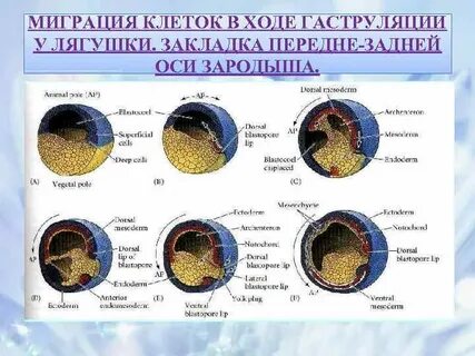 Миграция клеток