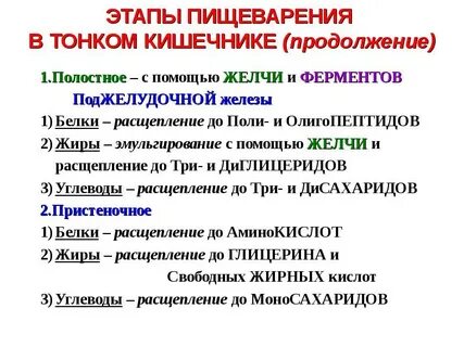 Этапы процесса пищеварения в организме человека