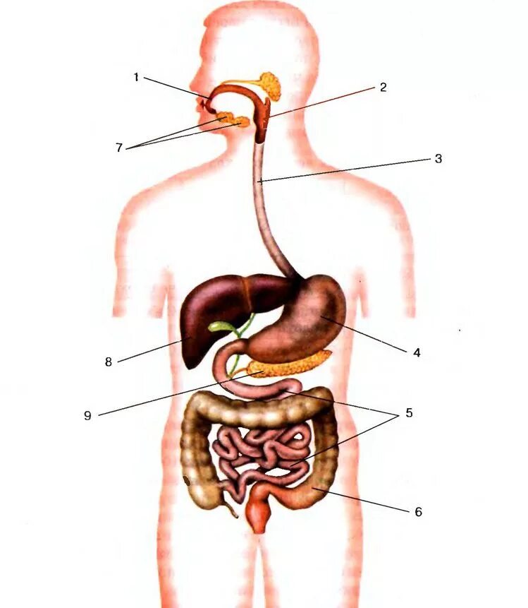 Пищеварительная система органы кратко. Схема пищеварительных органов. Строение структуры пищеварительной системы. Строение и функции пищеварительной системы человека схема. Органы пищеварительнойсистемысхнма.