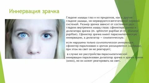 Расширение зрачка какой отдел нервной системы