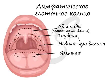 Лимфатические узелки небных миндалин