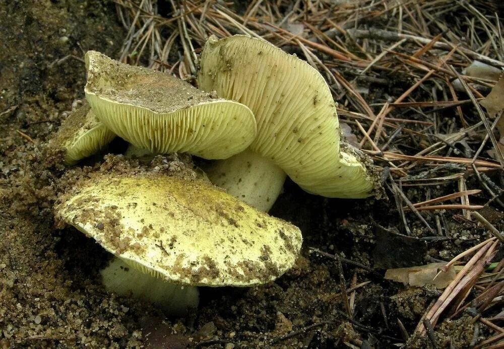 Yellow knight - Tricholoma equestre Équestre, Champignon