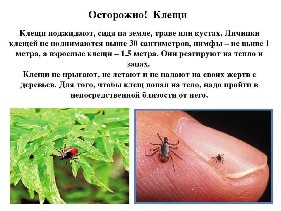 Отравление насекомых