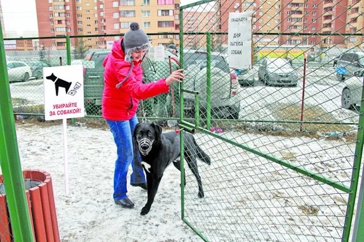 Выгул собак во дворе многоквартирного дома