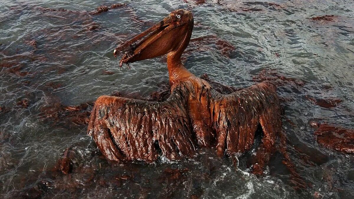 Почему загрязнение нефтью самое опасное. Разлив нефти в мексиканском заливе. загрязнение нефтью животных.