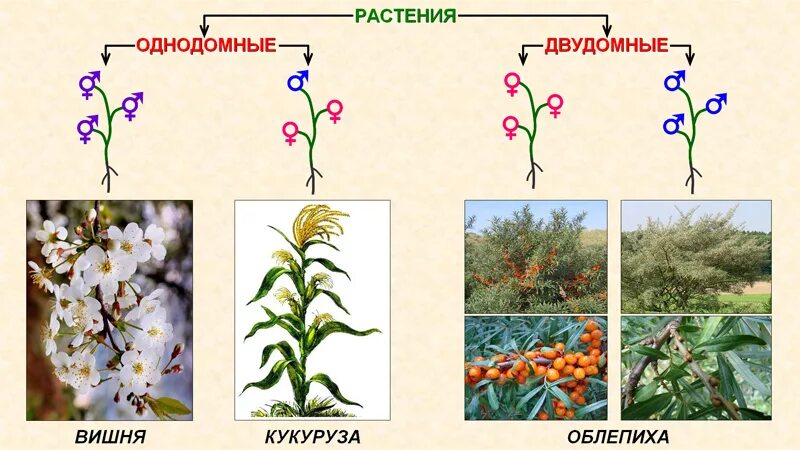 Однодомное растение и двудомное различия: найдено 78 изображений