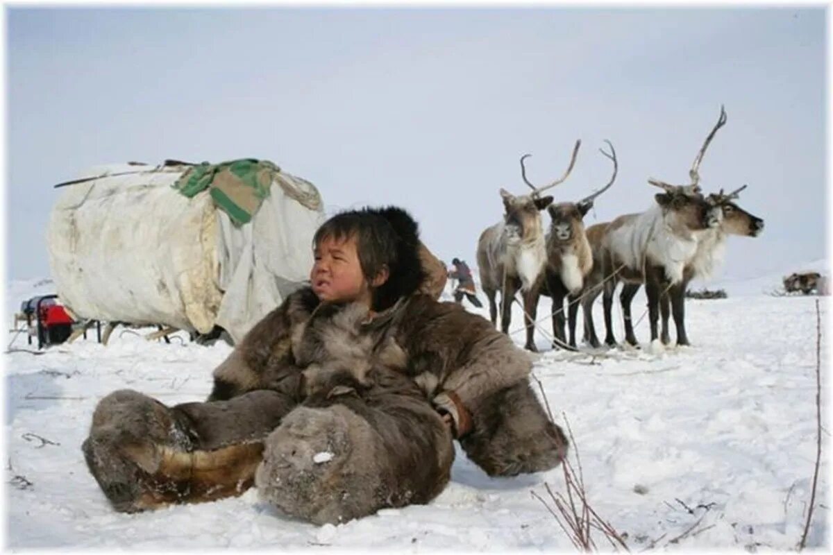 ямал тундра стойбище. самоеды ненцы. чукчи оленеводы. жизнь чукчи видео. ненцы и чукчи.