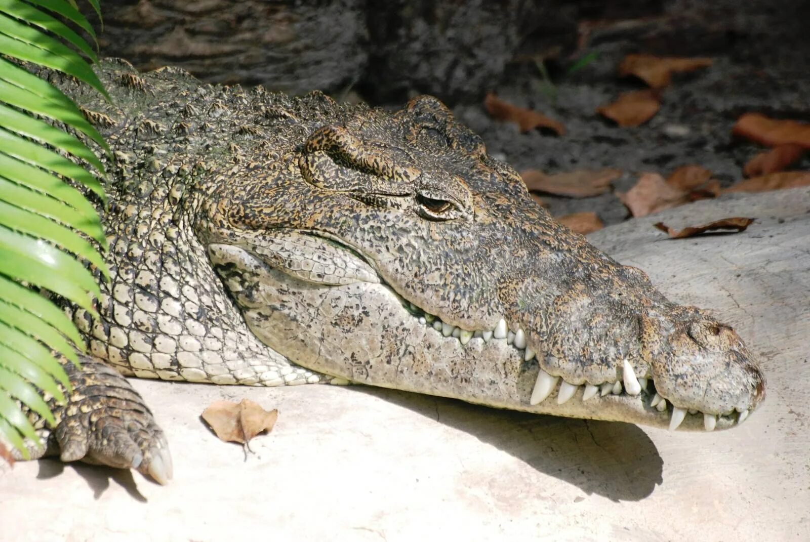 Кубинский крокодил размеры. Кубинский крокодил. • новогвинейский крокодил crocodylus novaeguineae. кубинских крокодилов (crocodylus rhombifer).. жемчужный крокодил.