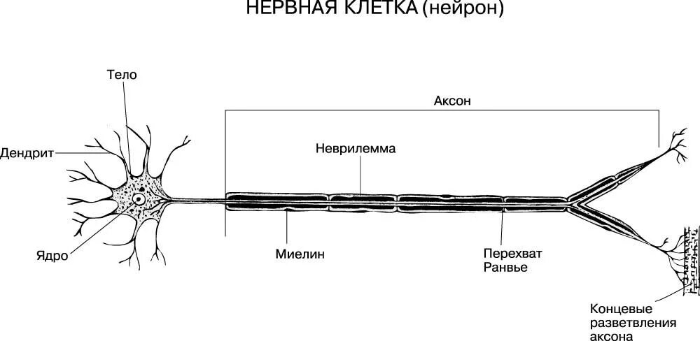 Строение нерва рисунок. Нервная система человека Нейрон. Клетки нервной системы схема. Нейроны и нервная система человека схема. Нервная система человека состоит из нейронов и.