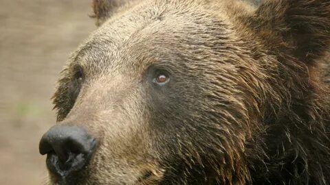 Bears eye