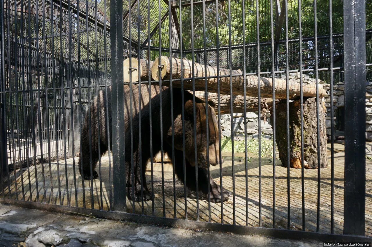 Роль зоопарков. Новосибирский зоопарк Новосибирск. Достопримечательности Новосибирска зоопарк. Новосибирск район зоопарка. Зоопарк Новосибирск бурые медведи.