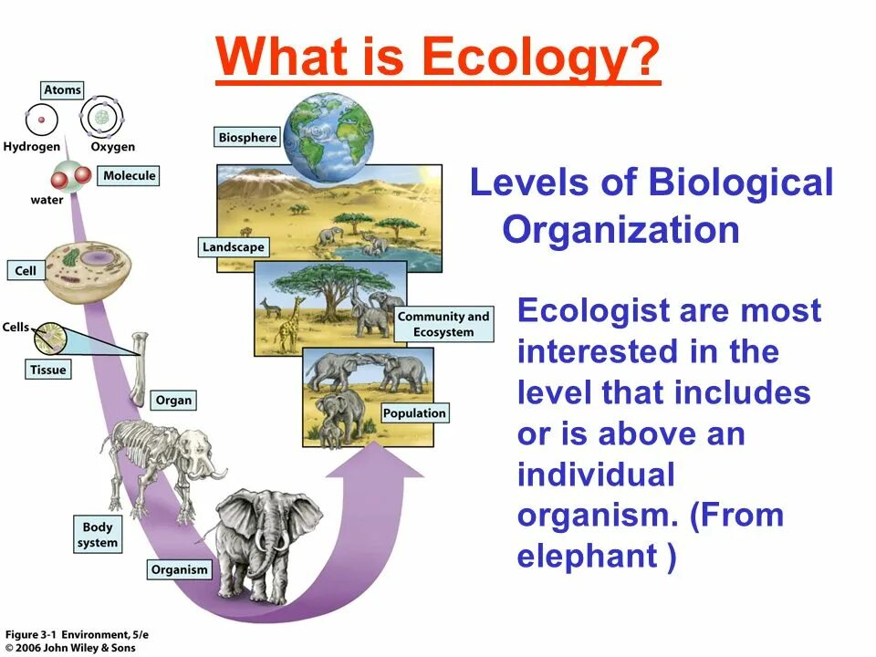Questions about ecology. What is ecology. biological level. ecology levels. the problem of biological variety картинка.