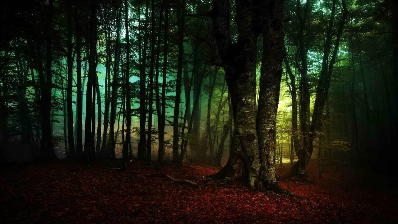 лес в тумане. природа. грин таинственный лес. мистическое озеро. темный лес.