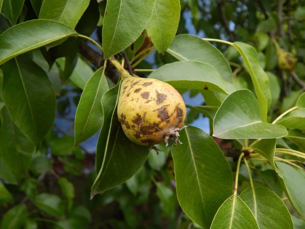 Erwinia amylovora. Темнеют плоды. Парша монилиоз. Завязь плодов груши. Плодовая гниль монилиоз яблони.