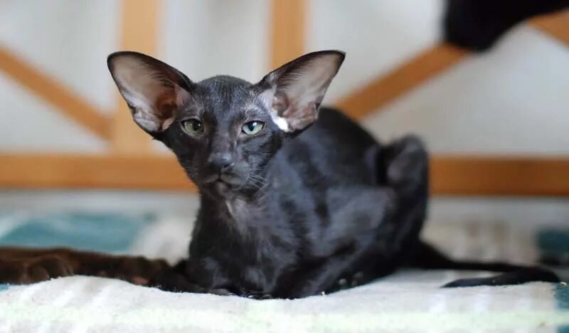 кот ориентал циннамон. ориентальная кошка (ориентал). ориенталы купить в спб. коты ориенталы цена в спб. ориентальный кот с крыльями.