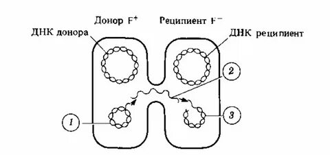 Конъюгация клетки