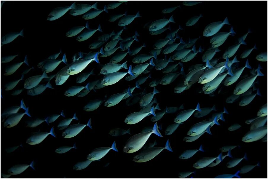 2024 г для рыб. Рыба на г. Снуют рыбы. Изображение рыбы 1590 на 530. Картинки рыб Альфа каналом.