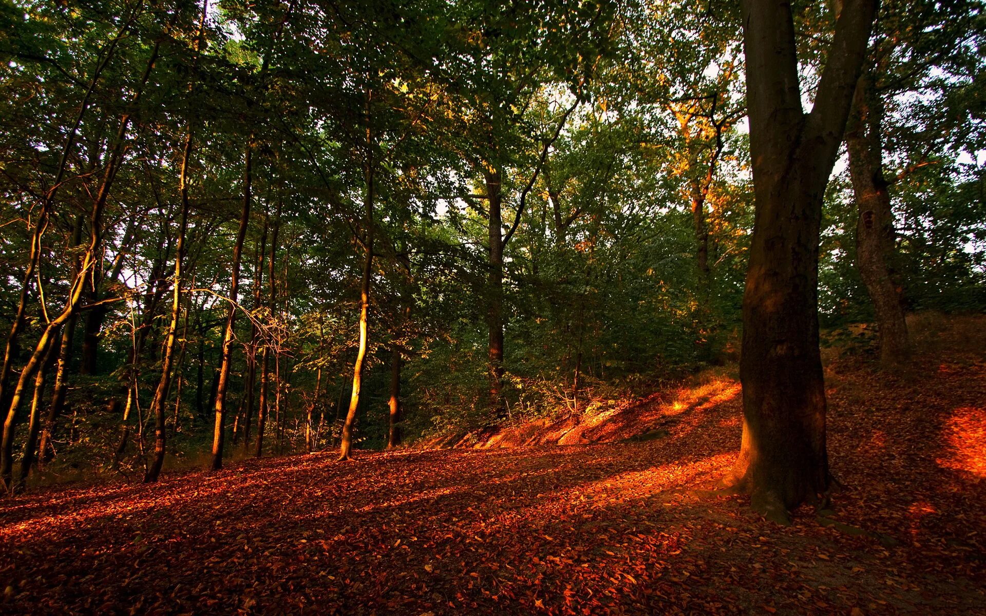 Красный лес участок. Красный лес. Земля в лесу. Красный лес Краснодарский край. Лес красных деревьев.