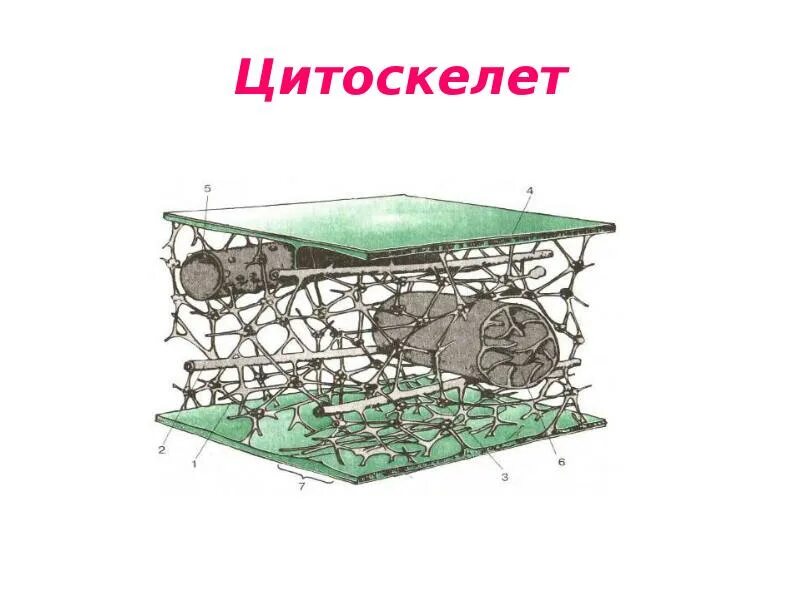 Микрофиламенты относятся к органоидам общего назначения