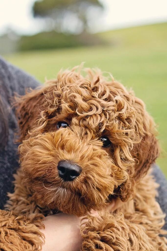 Породы кудрявых собак с фотографиями #redpoodle #redminipoodle #minipoodle #hundewelpen Puppies, Goldendoodle puppy,