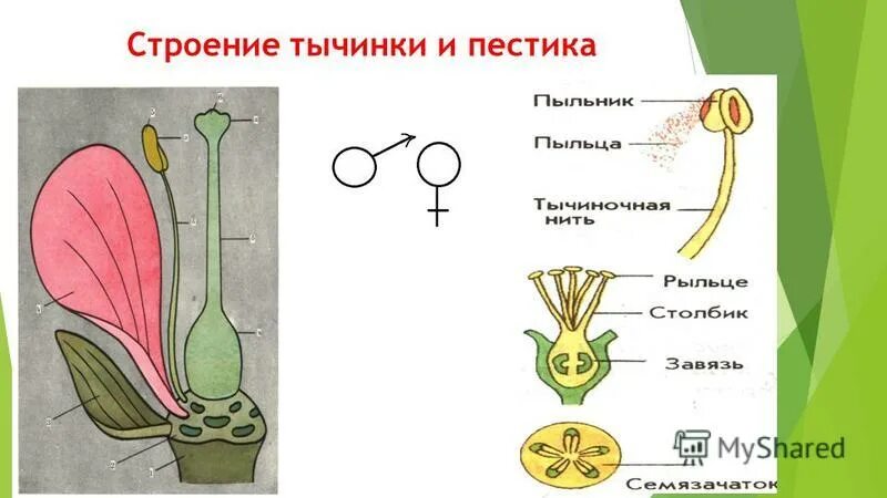какое строение имеет пестик