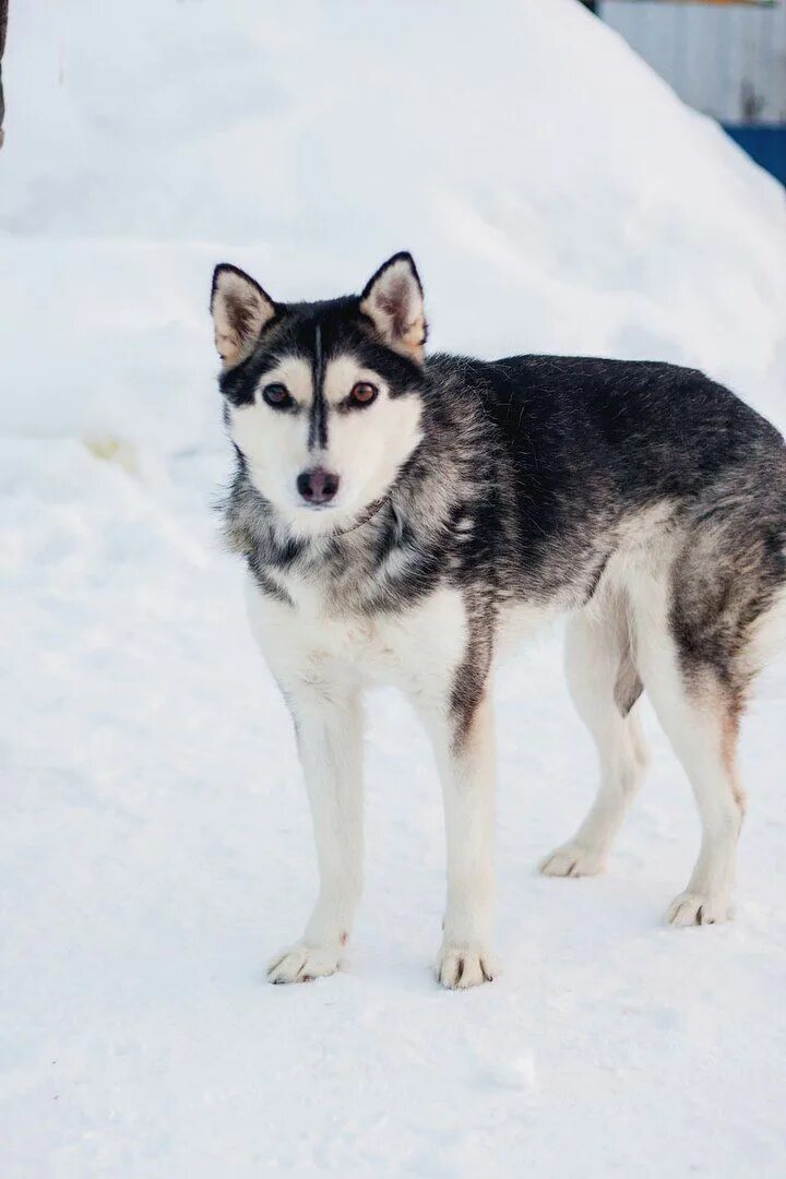 Хаски 03. Сибирская хаски щенок 4 месяца. Модели с хаски. Щенок хаски 1. Хаски 3 месяца.