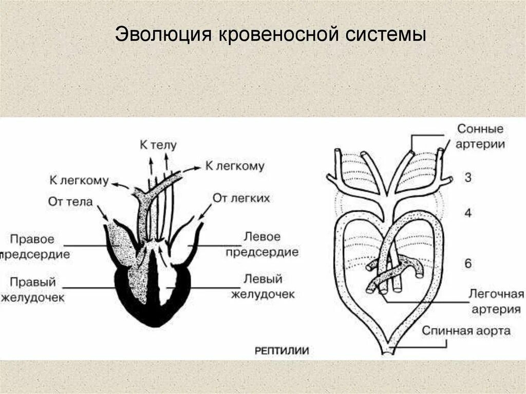 Строение сердца пресмыкающихся схема. Сердце рептилий схема. Схема строения сердца рептилий. Схема строения сердца крокодила.