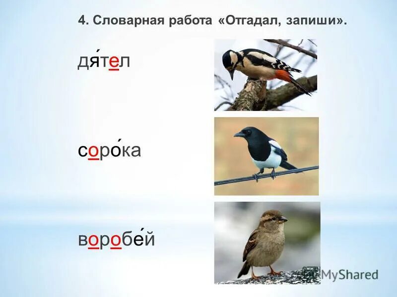 Ворона и Воробей. Словарная работа Воробей. Словарные слова птицы. Сорока и Воробей.