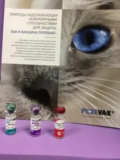Пуревакс для кошек отзывы