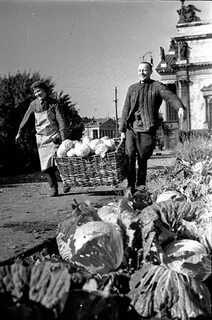 Что сажали в парках 1942 в ленинграде