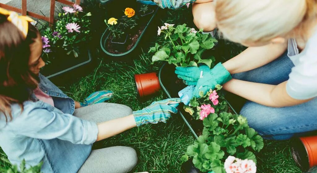 Посадка растений. Земля почва. День посадки деревьев. К чему снится садить цветы. Цветы в горшках на подоконнике.