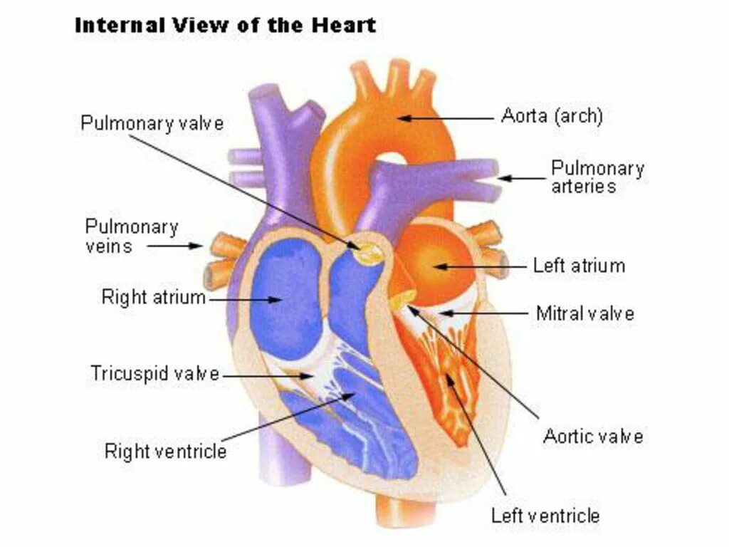 Internal structure. Human Heart structure. Internal structure of the Heart. The structure and function of the Heart. Heart.