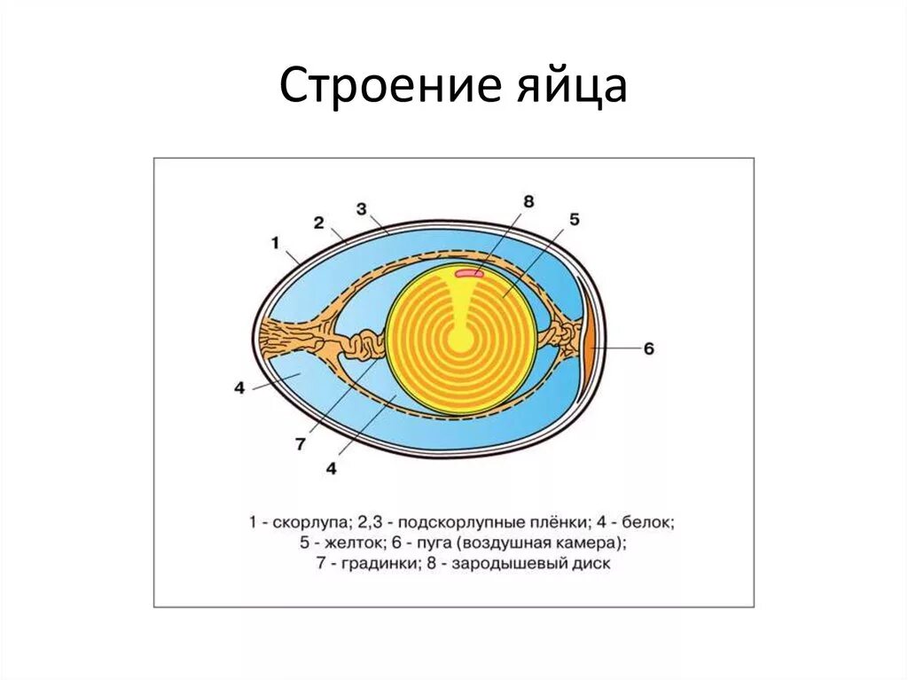 Опишите строение яйца птиц