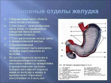 В какой полости человека расположен желудок