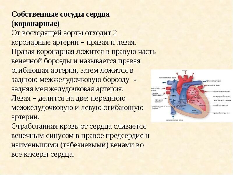 Назовите сосуды сердца. Сосуды сердца анатомия кратко. венечные артерии отходят. коронарные сосуды сердца. сердце с отходящими сосудами.
