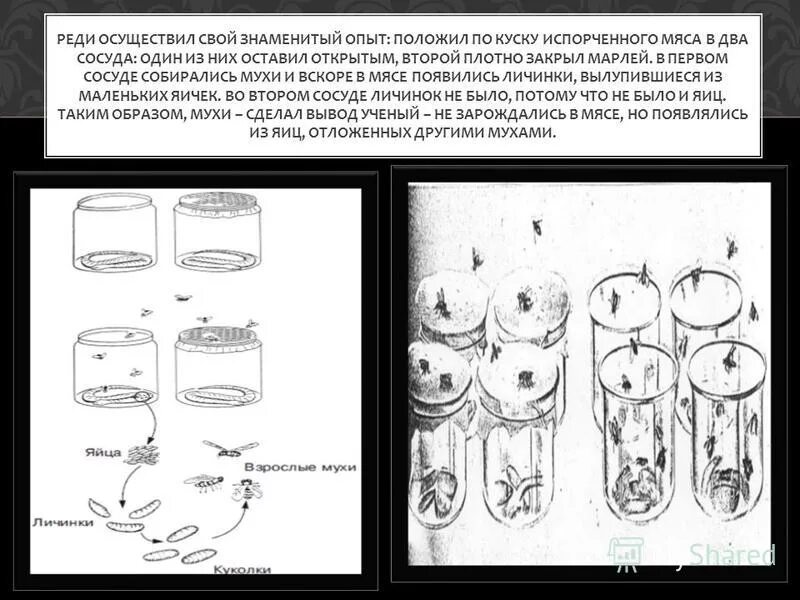 Знаменитый эксперимент авиценны двух ягнят огэ. Эксперимент авиценны с ягнятами. Знаменитый эксперимент авиценны двух ягнят огэ. Авиценна ибн сина вклад в медицину. Клетки двух ягнят с одинаковым состоянием здоровья.