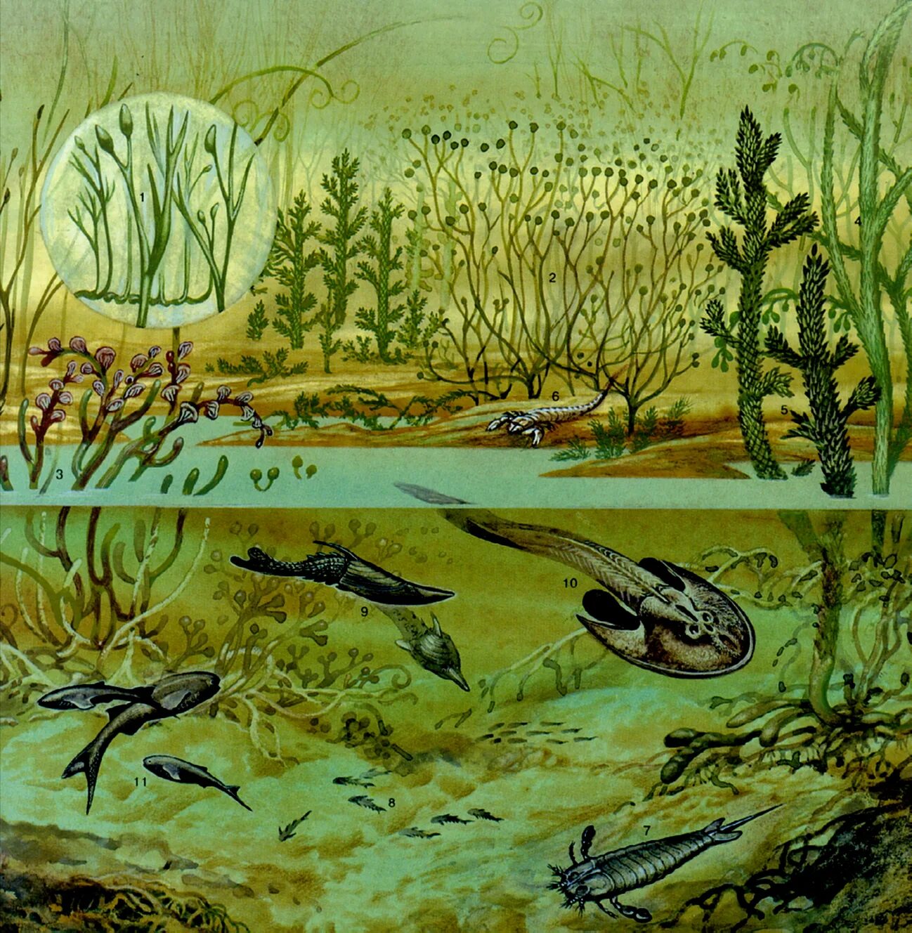 Псилофиты и риниофиты. Силурийский период псилофиты. Появление первых растений на земле. Prototaxites силурийского периода. Силурийский период псилофиты.