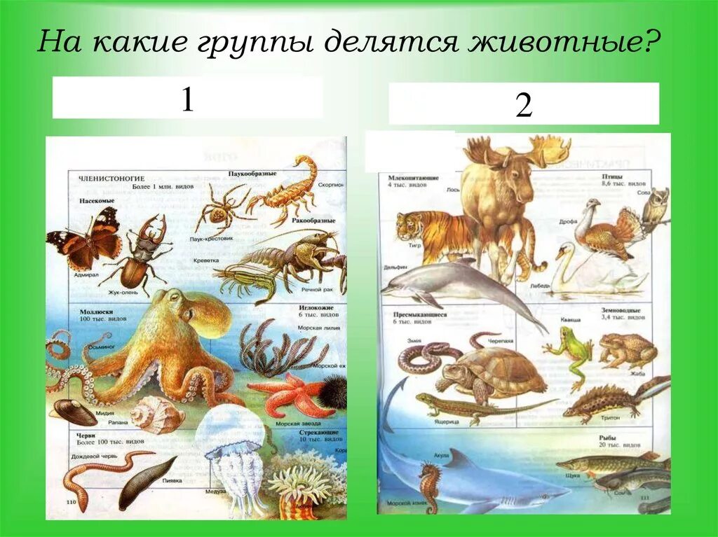 Позвоночных животных. На какие группы делятся живутник. Группы животных позвоночные. Животные делятся на группы. Группа животных в биологии 5