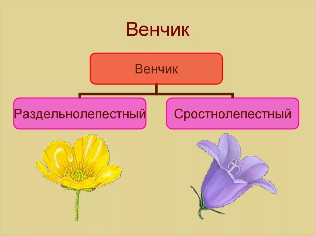 Цветок венчик зародыш какое понятие следует вписать. Сростнолепестный околоцветник. Венник у цветов биология. Типы спайнолепестного венчика. Типы венчика цветка.