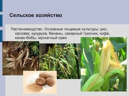 Основные сельскохозяйственные культуры