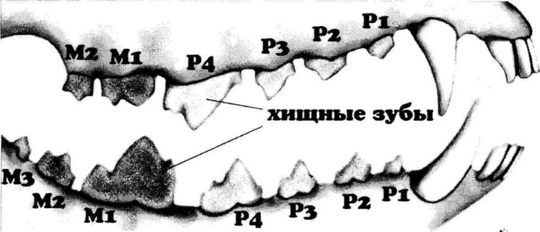 Дифференцированные зубы это какие. Зубы и зубная формула собаки. зубная система хищных млекопитающих. зубная система хищников и травоядных.