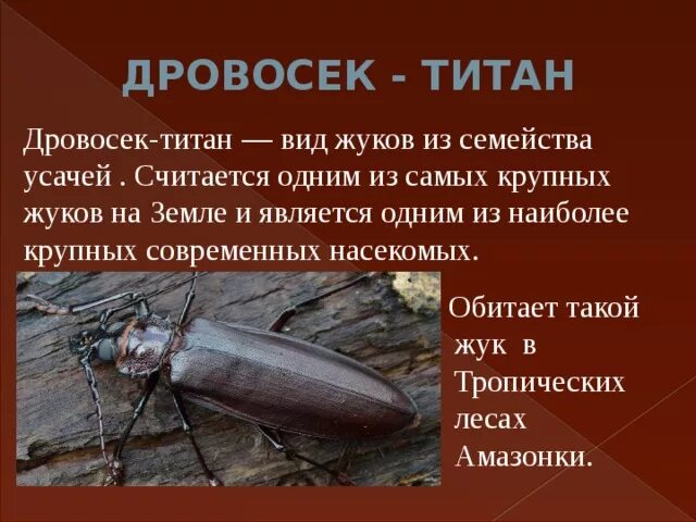 28 04 Окр мир ЖУКИ - YouTube