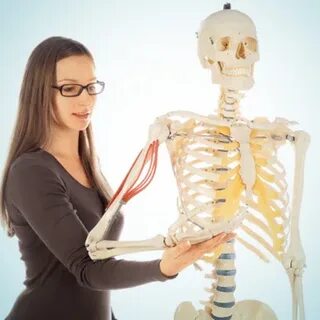 Anatomy education
