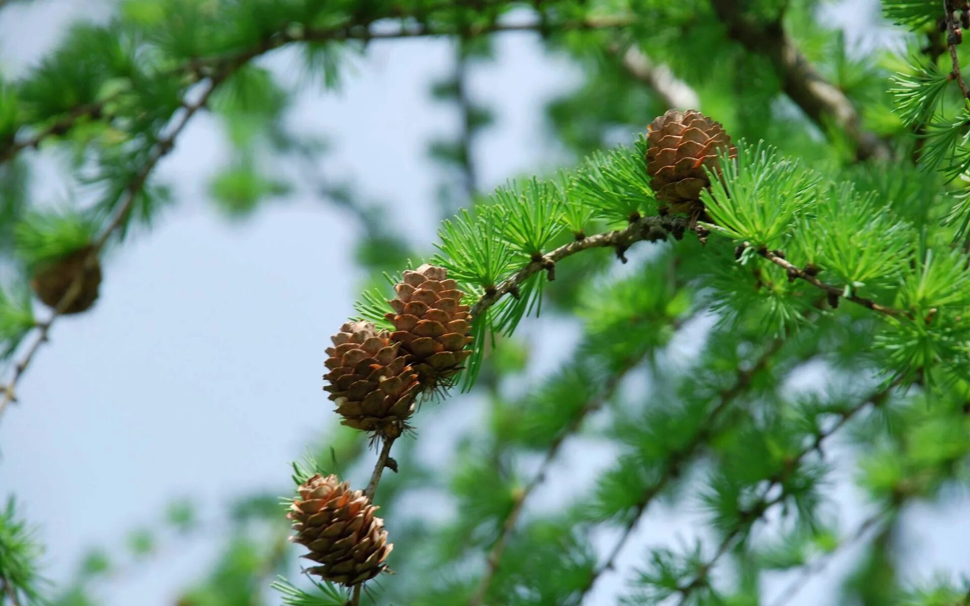 Веточки хвоинки и шишки сосна. Еловая, пихтовая, сосновая лапы. Веточки и шишки хвойных деревьев. Сосна смолистая канады. Pinus bungeana шишки.