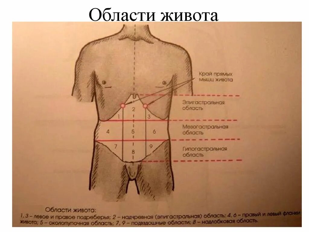 Средняя часть живота