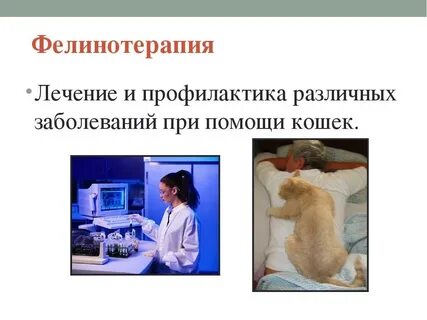 Почему кошки лечат