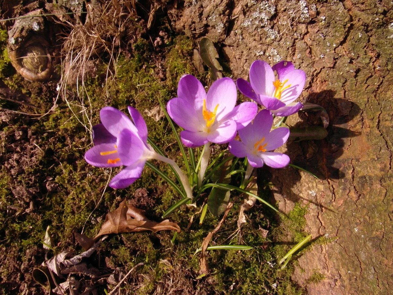 Март цветы. Фиолетовый весенний дикий цветок. Цветущие растения март Адыгея.